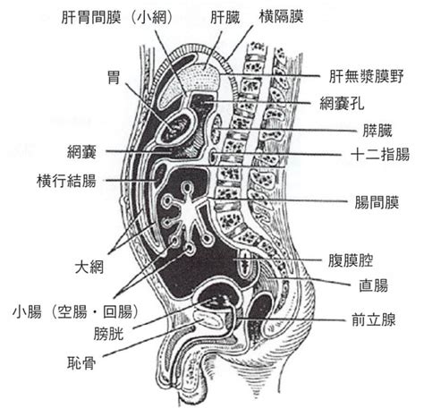 肝彎曲|大腸の解剖用語 (胃と腸 31巻3号) 